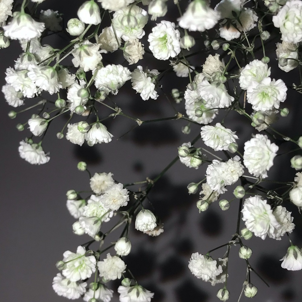 Meet your Posher, Sasha